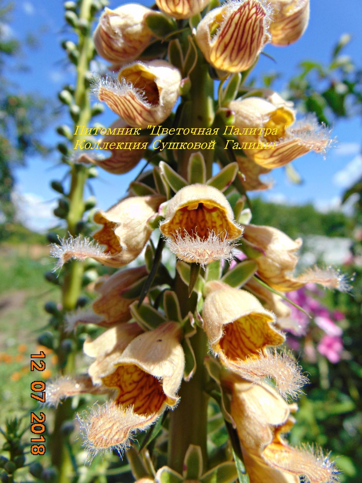 НАПЕРСТЯНКА РЖАВАЯ (лат. Digitalis ferruginea) - цветочнаяпалитра32.рф